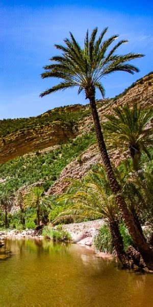 Agadir Deve Gezintisi Ile Cennet Vadisi Ve L Kum Tepeleri Getyourguide