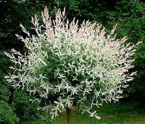 Japanese Dappled Nishiki Willow 4 Pot Shrubtree Etsy