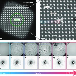 Phase Behavior Of A Cryo Sample In A Melting And Revitrification