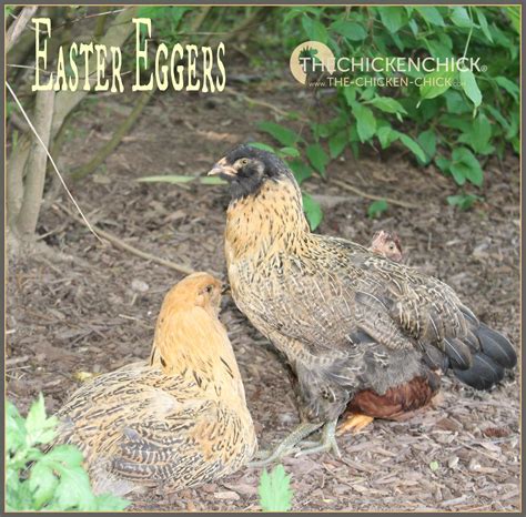 Araucana Ameraucana Or Easter Egger Olive Eggerrainbow Layer Whats The Difference