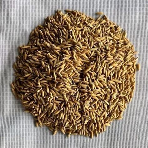 Dried Brown Jgl Paddy Seeds For Agriculture Packaging Type