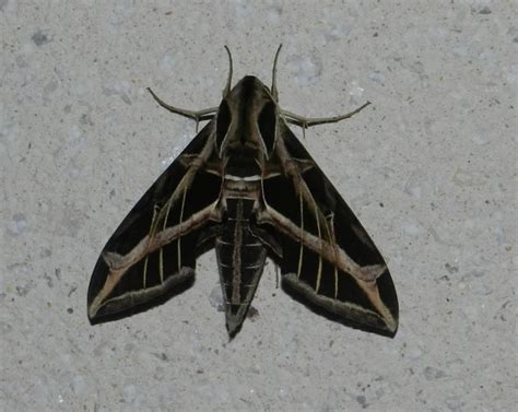 Vine Sphinx Moth– Identification, Life Cycle, Facts & Pictures