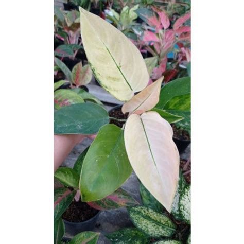 Jual Tanaman Hias Aglaonema Kochin Sunrise Langka Shopee Indonesia