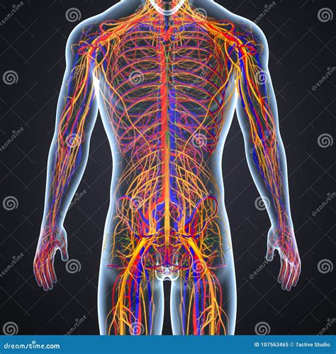 Artères Veines Et Nerfs Avec Le Corps Humain Illustration Stock