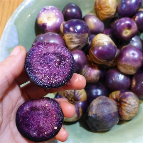 Purple Tomatillo Plant