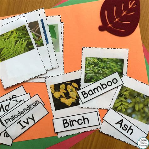 Printable Leaf Identification Chart And Cards Set Nbkomputer