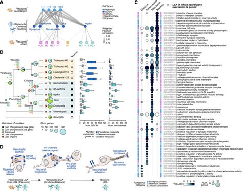 Stepwise Emergence Of The Neuronal Gene Expression Program In Early