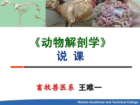 《动物解剖学》word文档在线阅读与下载无忧文档