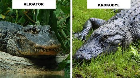 Aligator A Krokodyl Jakie Wyst Puj R Nice Mi Dzy Tymi Gadami