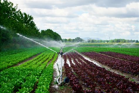 Gardez vos plantes hydratées avec un système d irrigation goutte à