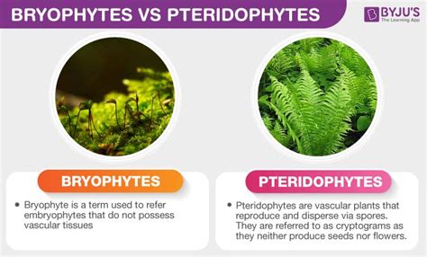 Phylum Bryophyta Life Cycle