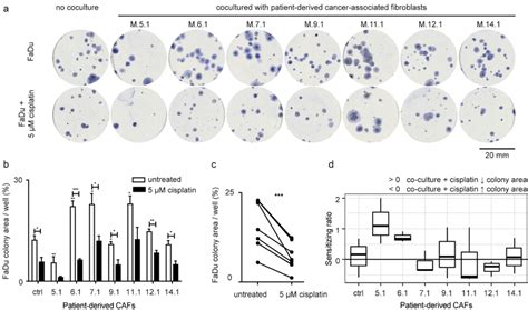 Effect Of Patient Derived Cafs On The Area Of Cancer Cell Colonies A