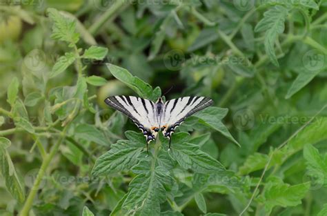 Scarce Swallowtail Iphiclides Podalirius Rare European Butterfly Is