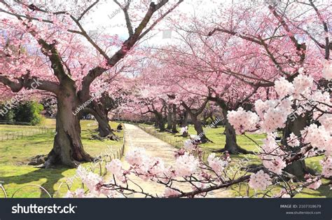 Hanami Photos and Images | Shutterstock