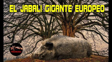 Este Es El Jabal Mas Grande Del Mundo Jabali Gigante Europeo Youtube