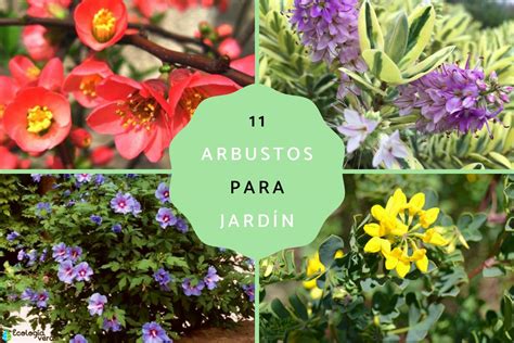 Los mejores arbustos pequeños para un jardín soleado guía completa