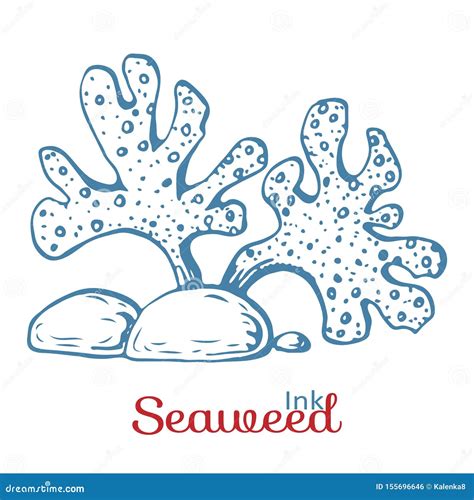 Ink Hand Drawn Seaweed Vintage Engraved Marine Plant Vector