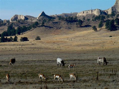 Longhorns And Pronghorns Photos Diagrams And Topos Summitpost