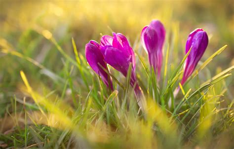 Wallpaper Light Flowers Bright Spring Crocuses Pink Bokeh For