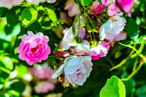 Fondo Natural Foto De Un Rosal En Flor Viva Con Flores Rosas Foto