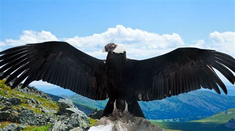 Andean Condor Wallpapers - Wallpaper Cave