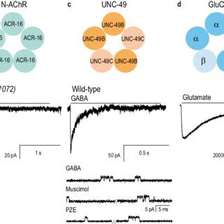 Subunit composition and function of Cys-loop receptors in muscle cells.... | Download Scientific ...