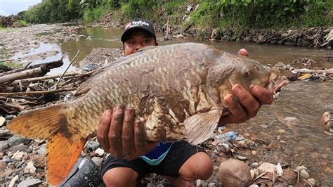 Umpan Jitu Ikan Mas Besar Di Air Keruh YouTube