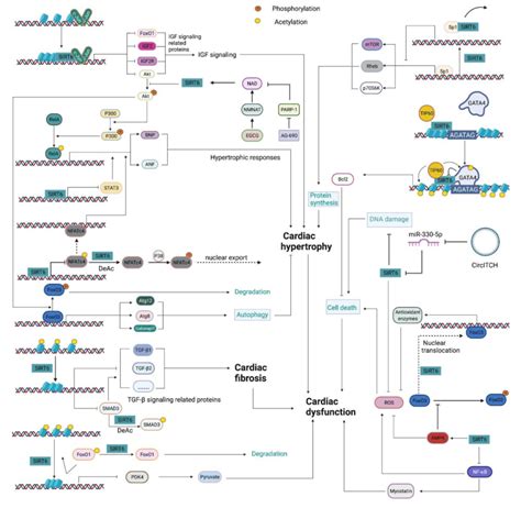 The Roles Played By SIRT6 In Myocardial Diseases At C Jun Target Gene