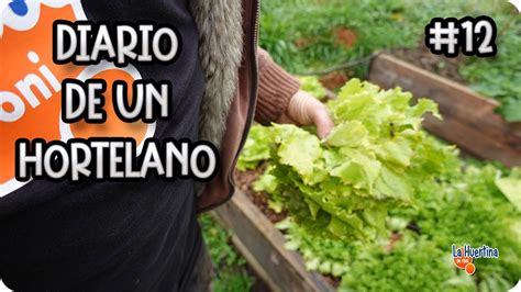 Diario De Un Hortelano 12 Cosechando Cultivo De Hoja Podar