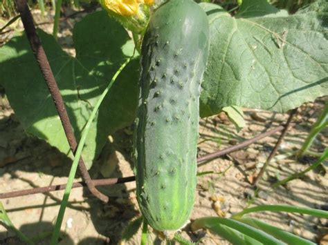 Homemade Pickles Cucumber White Harvest Seed Company