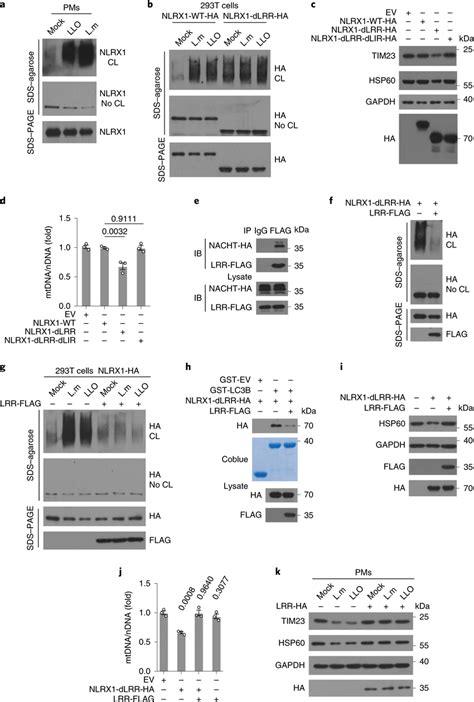 Lmonocytogenes Induces Nlrx1 Oligomerization For Mitophagy Activation