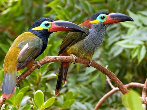 63 best Toucans images on Pinterest | Exotic birds, Beautiful birds and ...