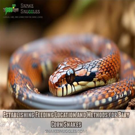 When to Start Feeding Baby Corn Snakes: Essential Guide for New Owners