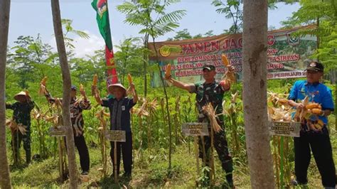 Disebut Penyebab Listrik Padam Di Pulau Jawa Ini Manfaat Pohon Sengon