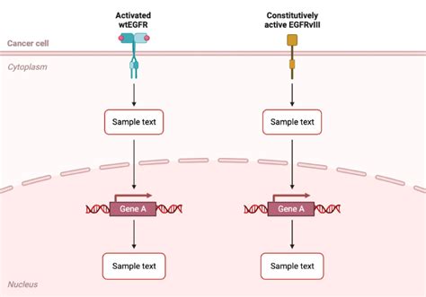 Egfr And Egfrviii Pathways In Cancer Cells Layout Biorender Science