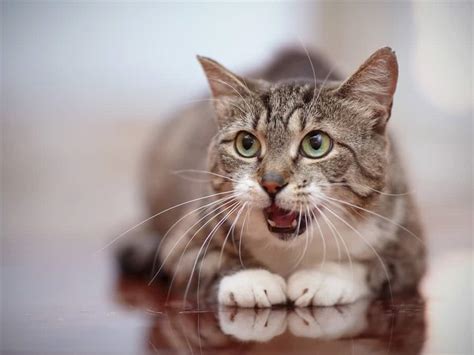 Коллапс трахеи у кошек - симптомы, причины, лечение - Сеть Ветеринарных ...