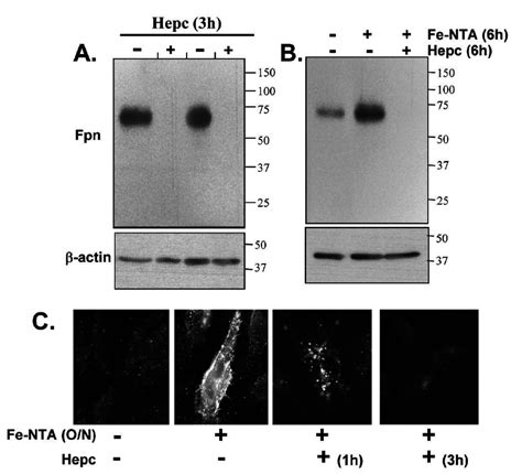 Effects Of Hepcidin On Ferroportin Expression And Subcellular Download Scientific Diagram