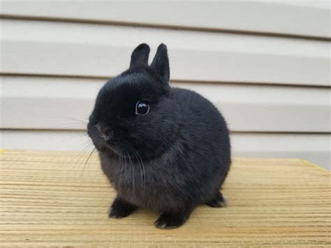 Netherland Dwarfs Beauty Rabbitry