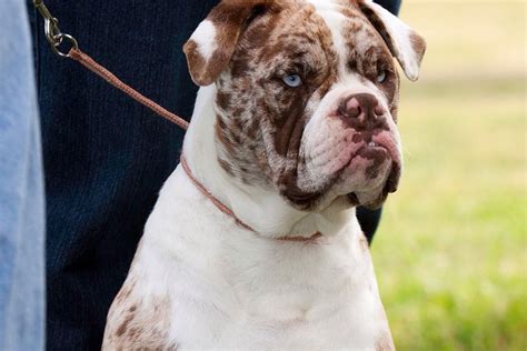 Alpha Blue Blood Bulldog Blue Blood Bulldog Dogs Sussex Spaniel