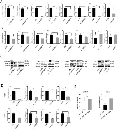 Hnrnpk Ddx Thoc H Regulate Smad Transcription Ac Knockdown