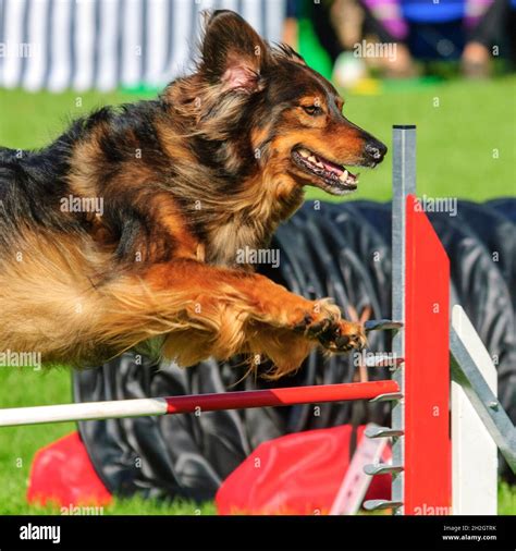 Dog Jumping Over Hurdle In Agility Course Stock Photo Alamy