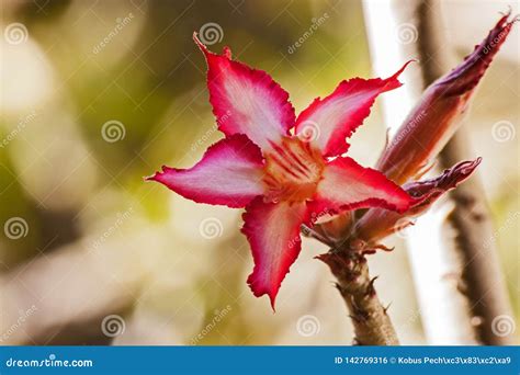 Multiflorum 3 De Lily Adenium Del Impala Foto De Archivo Imagen De