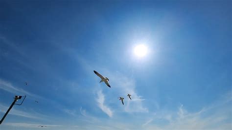 flapping wings seagull freedom  photo  pixabay pixabay