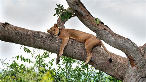 How To Plan A Uganda Gorilla And Ishasha Tree Climbing Lion Safari From