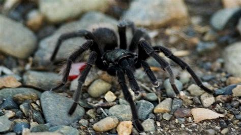 National Park Service Warns Southern California Hikers About Tarantulas