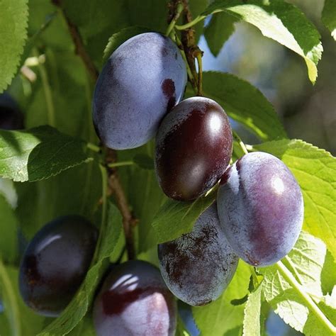 SUSINO PRUNUS DOMESTICA STANLEY Su Vivaio Fratelli Neri Spediamo A