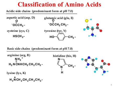 Amino Acid Ppt