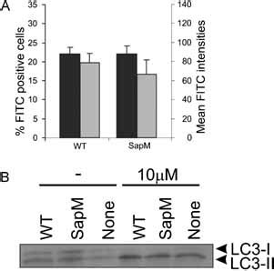 Uptake Of M Bovis BCG WT And SapM Mutants By BM DCs And Autophagy