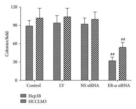 Effect Of Er Knockdown On Cell Proliferation Hep B And Hcclm Cells