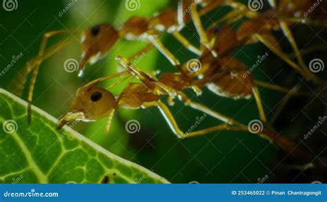 Les Fourmis Tisserandes De Closeus Construisent Nid Par Feuilles D